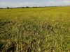 Petani Desa Panciro, Gowa, Menjerit Akibat Harga Gabah Anjlok