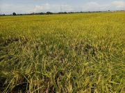Petani Desa Panciro, Gowa, Menjerit Akibat Harga Gabah Anjlok