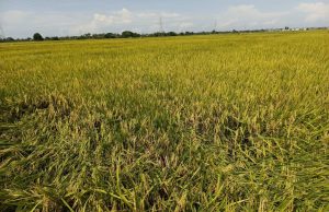 Petani Desa Panciro, Gowa, Menjerit Akibat Harga Gabah Anjlok