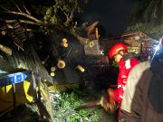 Respons Cepat Samapta Polres Gowa, Pohon Tumbang di Bajeng Berhasil Dievakuasi