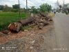 Kemanakah Hasil Penebangan Pohon Proyek Pelebaran Bahu Jalan? Warga Tarub Pertanyakan Transparansi