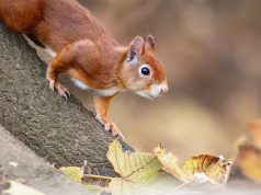 Tupai Merah Betina Mau Mengadopsi Bayi Yatim, Tapi Hanya Jika Masih Keluarga