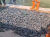 6,98 Ton Ikan Di Tangkap Dalam Operasi Sapu Sapu