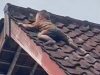 Bocah 2 Tahun Bikin Panik Warga Lombok usai Ditemukan Tengkurap di Atap Rumah, sang Ibu: Dia Naik Lewat Kandang Ayam