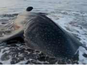 Hiu Paus Tutul Terdampar Mati di Pantai Pagubugan Cilacap