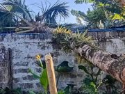 Tingkatkan Waspada Usai Angin kencang robohkan pohon dan gedung