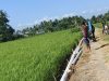 Sawah Mulai Mengering, Petani di Dusun Jampu Bergotong Royong Sambung Pipa Air Demi Menyelamatkan Hamparan Padi dari Ancaman Kekeringan